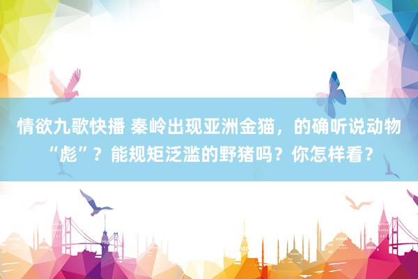 情欲九歌快播 秦岭出现亚洲金猫,的确听说动物“彪”?能规矩泛滥的野猪吗?你怎样看?