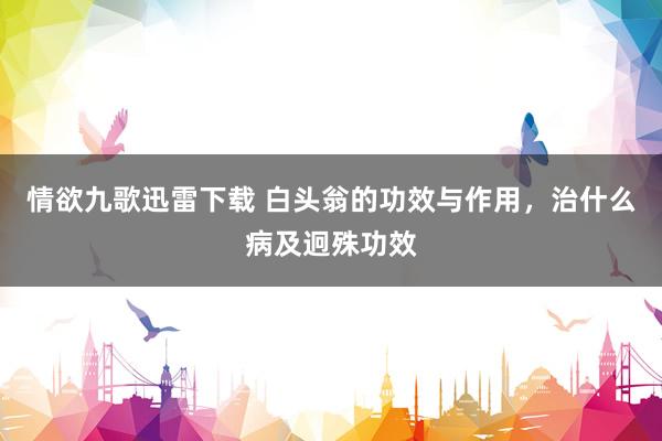 情欲九歌迅雷下载 白头翁的功效与作用，治什么病及迥殊功效
